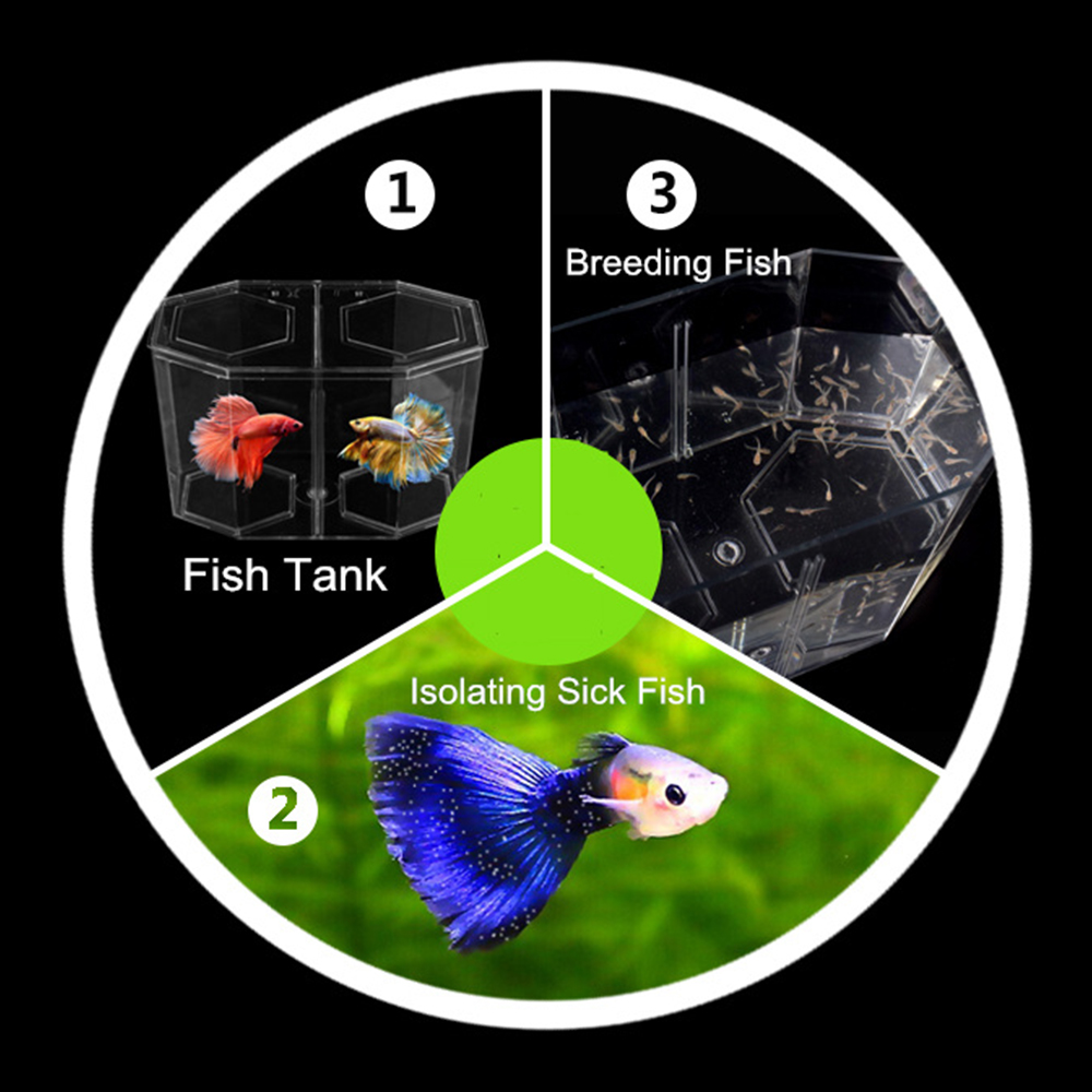 Acrylic Two Splits Guppy Fish  - Marine Aquarium With Sump recension och pris